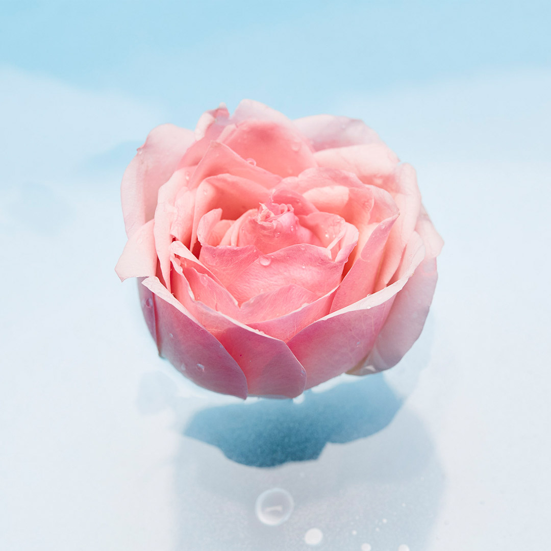 茱莉蔻玫瑰水润乳液